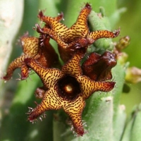Apteranthes tuberculata