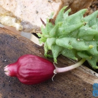 Echidnopsis ballyi