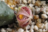 Ophionella willowmorensis