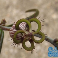  Ceropegia dimorpha
