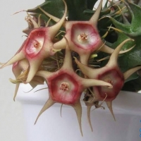  Huernia verekeri