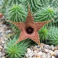  Huernia pillansii