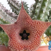 Huernia echidnopsioides