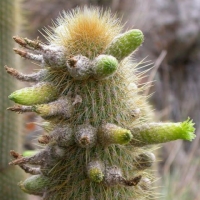 Echinopsis tominensis