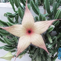 Ϭ Stapelia gigantea