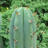 ����� Echinopsis santaensis