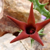  Orbea deflersiana