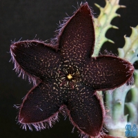 Tridentea gemmiflora