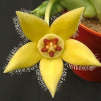 ʱƤ Orbea semota
