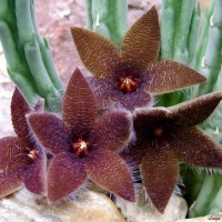 ˮ Stapelia olivacea