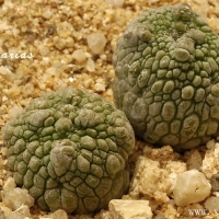 Pseudolithos harardheranus