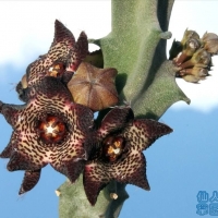 Apteranthes joannis