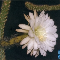 ������ Echinopsis serpentina