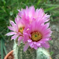 Echinopsis reichenbachiana