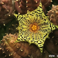 ����ʿ Huernia kennedyana