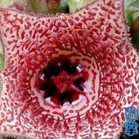 ϳ Huernia whitesloaneana