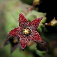 Quaqua pruinosa