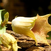 ��ľ�� Huernia longituba