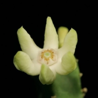 Monolluma quadrangula