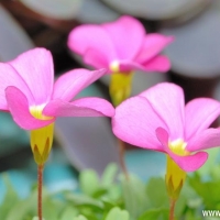 ֮ Oxalis glabra