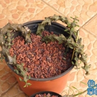 ͭȪ Ceropegia gikyi