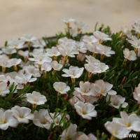 ֥ Oxalis versicolor