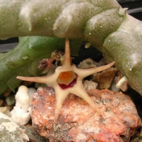 Ophionella arcuata