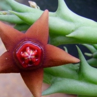 Angolluma nubica