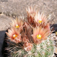 ׺ Escobaria villardii