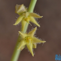 Caralluma baradii