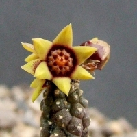 Echidnopsis yemenensis