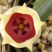 Orbea conjuncta