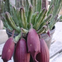 ¥ Stapelia leendertziae