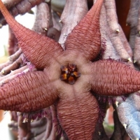Ϭ Stapelia schinzii