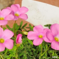  Oxalis stellata