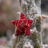 Rhytidocaulon subscandens
