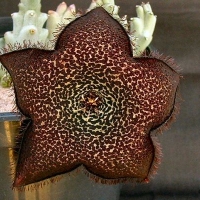 Tridentea pachyrrhiza