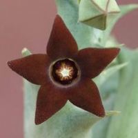 Orbea decaisneana