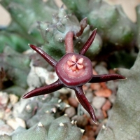 Duvalia caespitosa