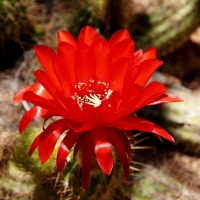Echinopsis rowleyi