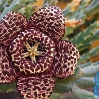 Ƥ Orbea variegata