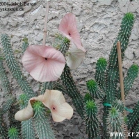 ������Hoodia gordonii