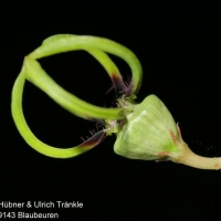 Ȫ Ceropegia armandii