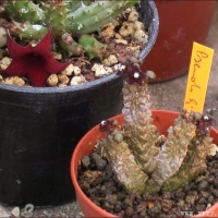 �����Pseudolithos dodsonianus