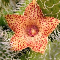 ë׽Stapelianthus pilosus