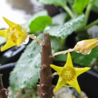 Socotrella dolichocnema