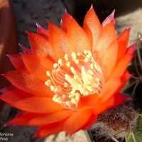 ������ Echinopsis tegeleriana