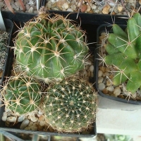 ��â�� Echinopsis toralapana