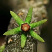 Rhytidocaulon sheilae