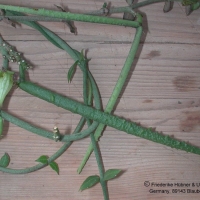 ¯ Ceropegia monteroie